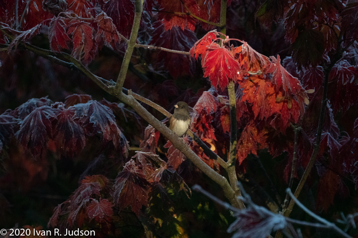 Junco warming itself in the sun, sitting in a japanese maple tree.